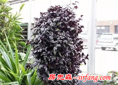 這25種花吊起來養(yǎng)更美！