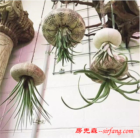 這25種花吊起來養(yǎng)更美！