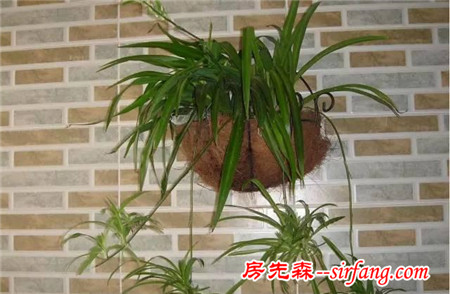 這25種花吊起來養(yǎng)更美！