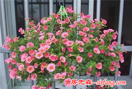 這25種花吊起來養(yǎng)更美！
