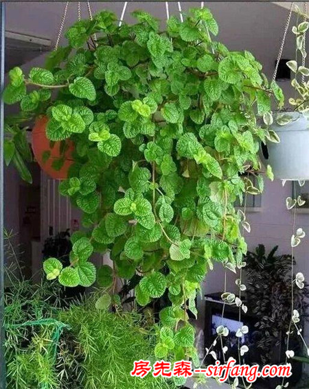 這25種花吊起來養(yǎng)更美！