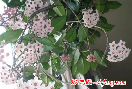 這25種花吊起來養(yǎng)更美！