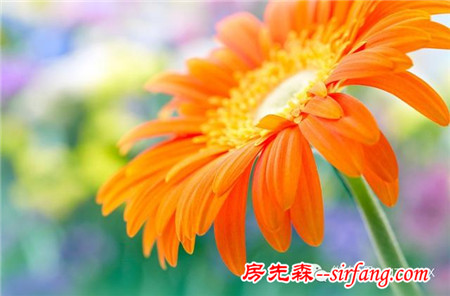花都是浇死的！园艺师教你各种花多久浇一次水
