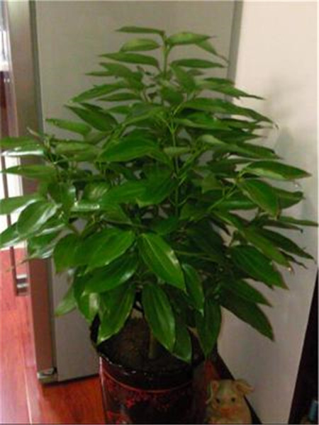 花都是浇死的！园艺师教你各种花多久浇一次水