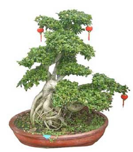 花都是浇死的！园艺师教你各种花多久浇一次水