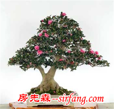 花都是浇死的！园艺师教你各种花多久浇一次水
