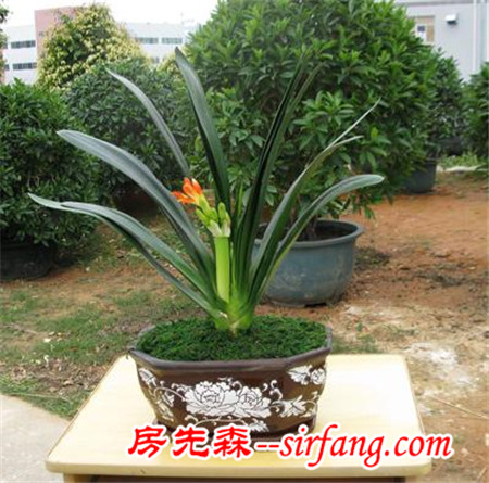 花都是浇死的！园艺师教你各种花多久浇一次水