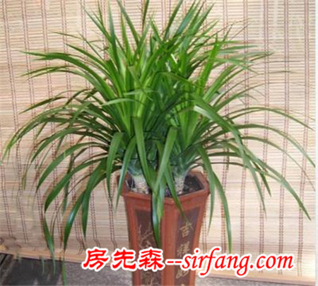 花都是浇死的！园艺师教你各种花多久浇一次水