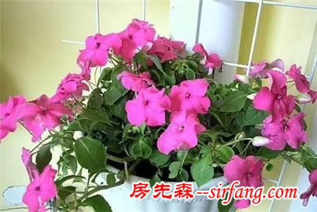 這25種花吊起來養(yǎng)更美！