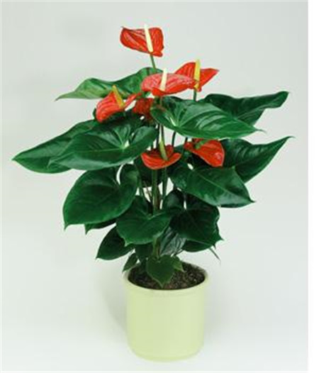花都是浇死的！园艺师教你各种花多久浇一次水