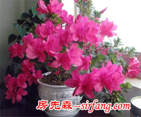 花都是浇死的！园艺师教你各种花多久浇一次水