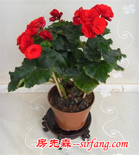 花都是浇死的！园艺师教你各种花多久浇一次水