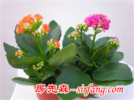 花都是浇死的！园艺师教你各种花多久浇一次水