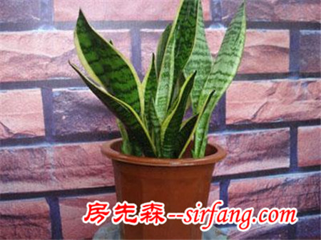 花都是浇死的！园艺师教你各种花多久浇一次水
