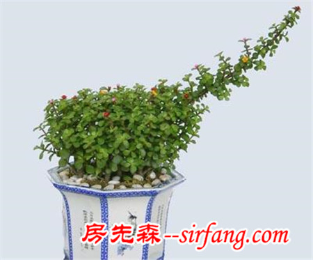 花都是浇死的！园艺师教你各种花多久浇一次水