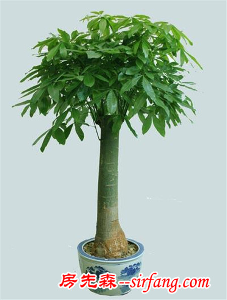 花都是浇死的！园艺师教你各种花多久浇一次水