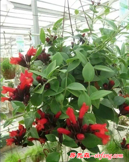 這25種花吊起來養(yǎng)更美！