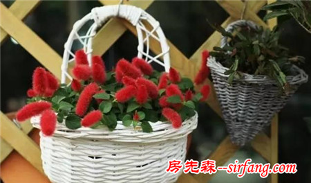 這25種花吊起來養(yǎng)更美！