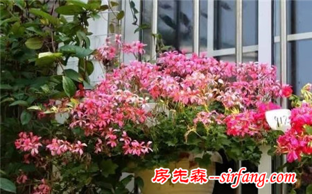 這25種花吊起來養(yǎng)更美！
