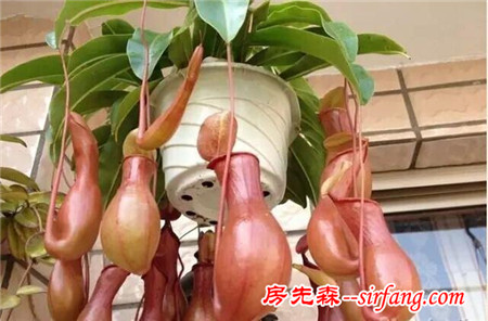 這25種花吊起來養(yǎng)更美！