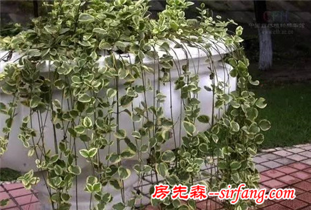這25種花吊起來養(yǎng)更美！