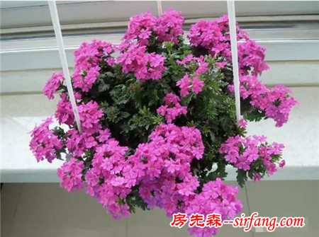 這25種花吊起來養(yǎng)更美！