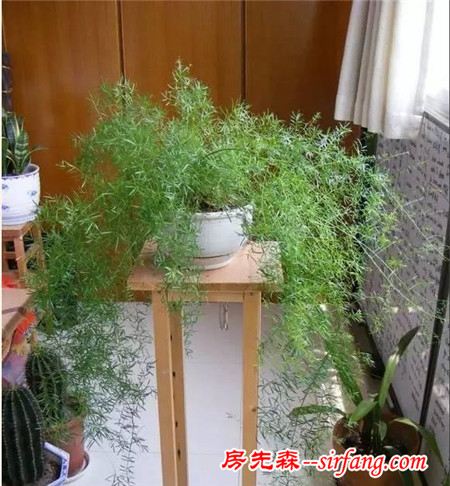 這25種花吊起來養(yǎng)更美！