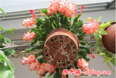 這25種花吊起來養(yǎng)更美！