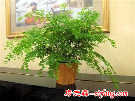 家庭养花 | 11种“吸毒”植物，还你一个秋高气爽的秋天