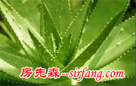 家庭养花 | 11种“吸毒”植物，还你一个秋高气爽的秋天