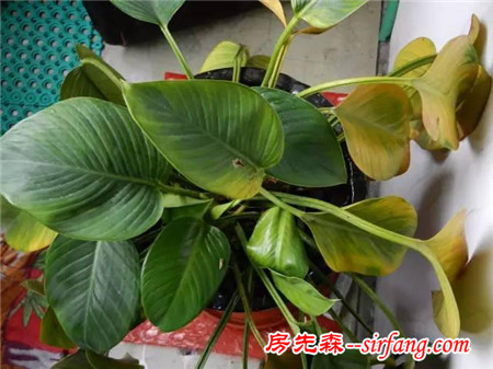 给植物浇水怎么浇？如果浇的太多如何挽救？