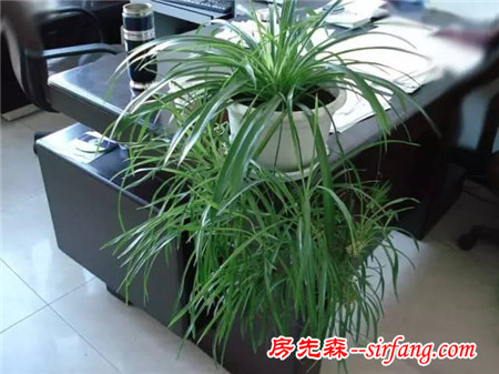 家庭养花 | 11种“吸毒”植物，还你一个秋高气爽的秋天