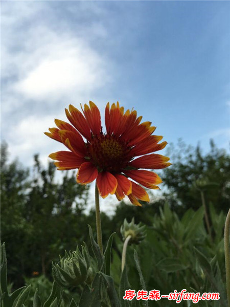 怎么把家里养的花花草草拍得美美哒？