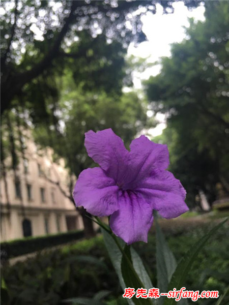 怎么把家里养的花花草草拍得美美哒？