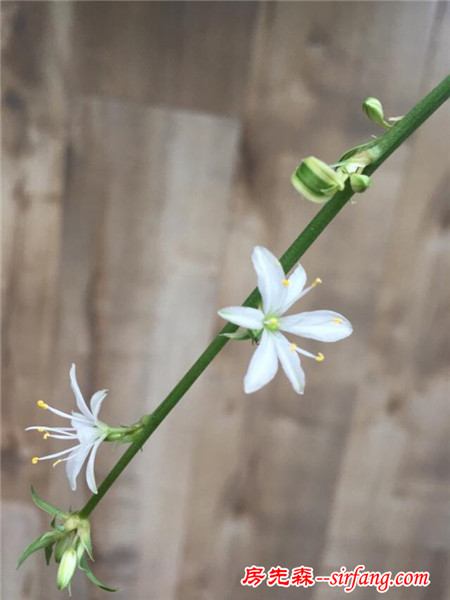 怎么把家里养的花花草草拍得美美哒？