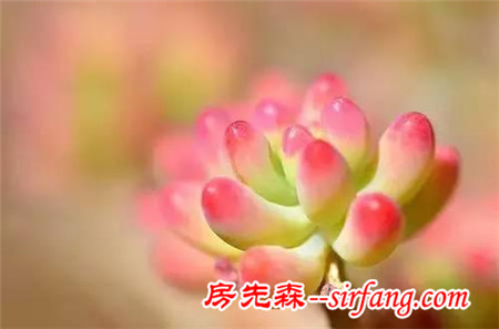 秀肉肉｜秋天啦，看看别人家的多肉萌成啥样了！