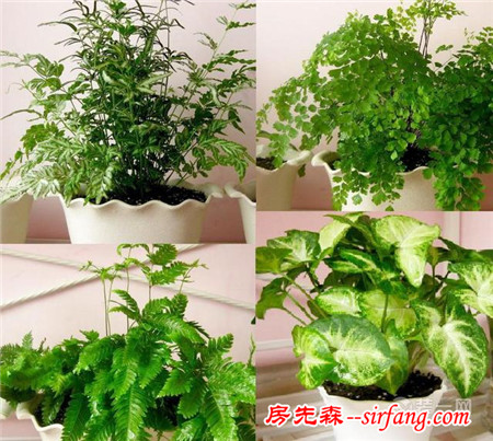 新房装修完除甲醛方法 摆放绿植逼格高还净化空气