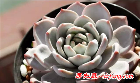 秀肉肉｜秋天啦，看看别人家的多肉萌成啥样了！