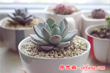 秀肉肉｜秋天啦，看看别人家的多肉萌成啥样了！