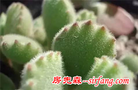 秀肉肉｜秋天啦，看看别人家的多肉萌成啥样了！