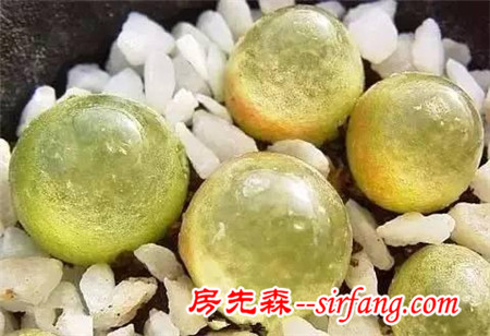 秀肉肉｜秋天啦，看看别人家的多肉萌成啥样了！