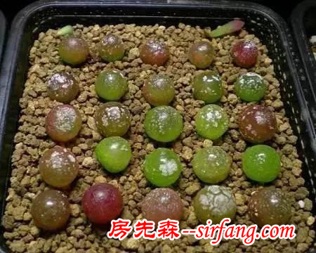 秀肉肉｜秋天啦，看看别人家的多肉萌成啥样了！
