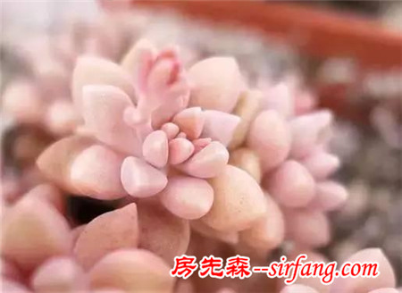 秀肉肉｜秋天啦，看看别人家的多肉萌成啥样了！