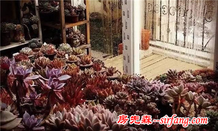 90后小鲜肉把家变成多肉植物园，美哭了！