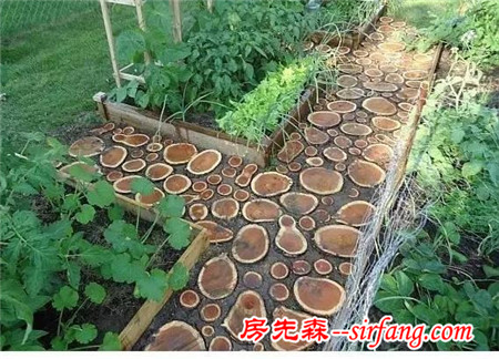 把一棵树搬进屋，结果美翻了整个家！设易网1261期