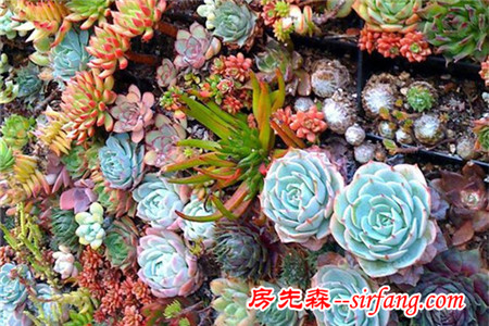 河州牡丹—巧做多肉植物盆景「图解」