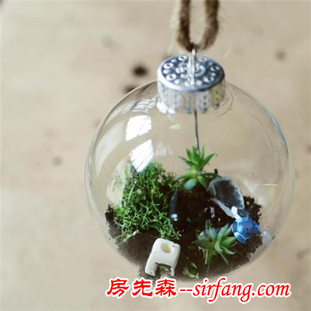 河州牡丹—巧做多肉植物盆景「图解」