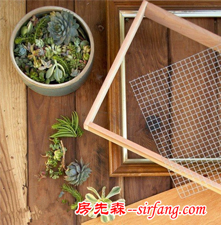河州牡丹—巧做多肉植物盆景「图解」