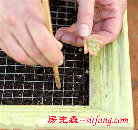 河州牡丹—巧做多肉植物盆景「图解」