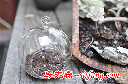 河州牡丹—巧做多肉植物盆景「图解」